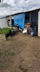 Her cheeks got audited-by farm enforcement 🐐💨