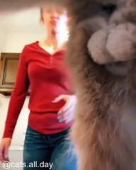 Chats Qui Sont de Vrais Boss_1749458313