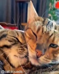 Vos Chats Vont Adorer Ces Vidéos_1749883353