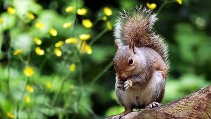 Os animais mais fofos do mundo N•119