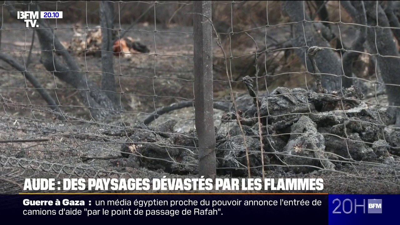 Incendie dans l'Aude: cet éleveur agricole a vu son exploitation ravagée par les flammes