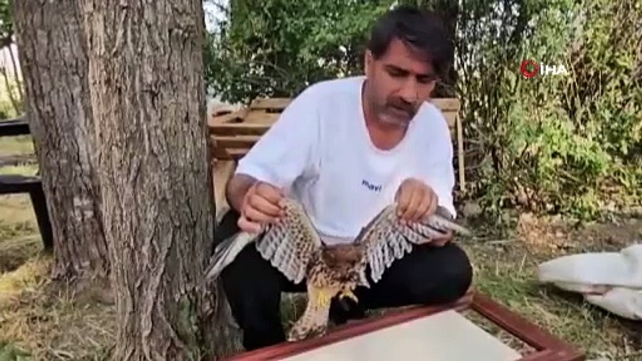 Duyarlı vatandaş yaralı atmacayı besleyip yetkililere teslim etti