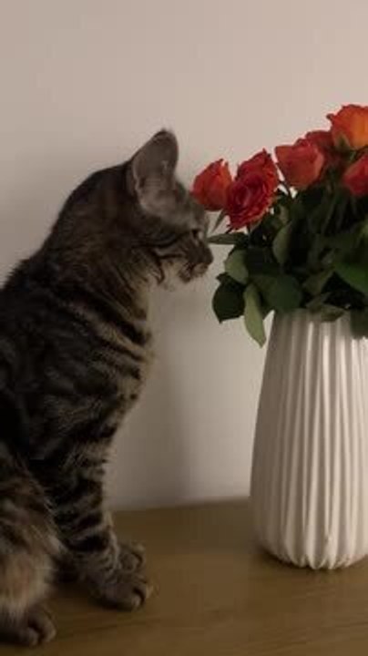 Cat Eats Roses off Vase