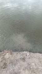 Encontramos el Nido de las Mojarras - Video de Pesca