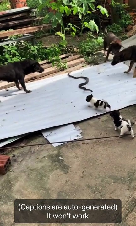 Animal world