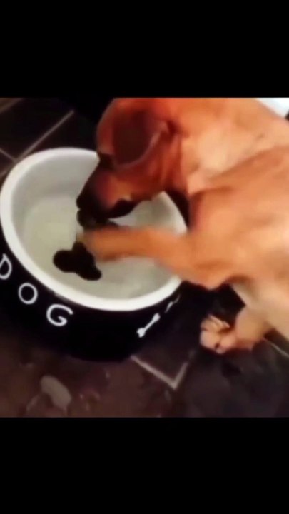 Intelligent Dog 🐶🐶🤣🤣