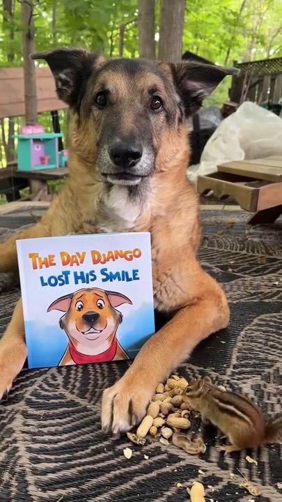 Funny Dogs and Cute Times🤣🥹