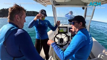 Dolphin calf reunited with mum after rescue from fishing net