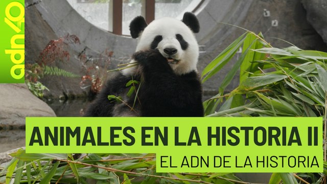 Animales en nuestra Historia l El ADN de la historia