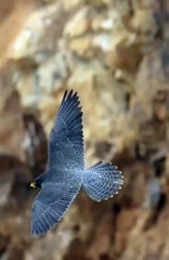 All video about birds life and hunting birds etc