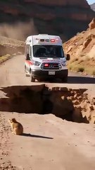 Gophers_Help_Ambulance_Get_Through_A_Landslide!_#animals_#rescue_#wildlife(360p)