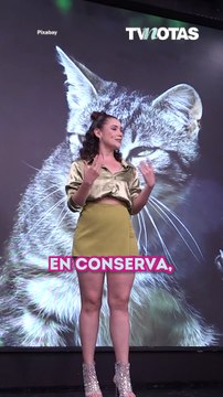 Dos recetas naturales para gatos ¡Más ricas y sanas que las croquetas!