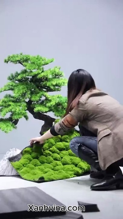 Hướng dẫn set tiểu cảnh cây tùng lá hán giả