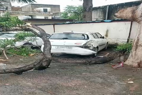 swm news: स्कूल गेट के बाहर टूटकर गिरी भारी टहनी, बड़ा हादसा टला