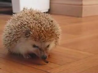 Hérisson Ford Contre Attaque