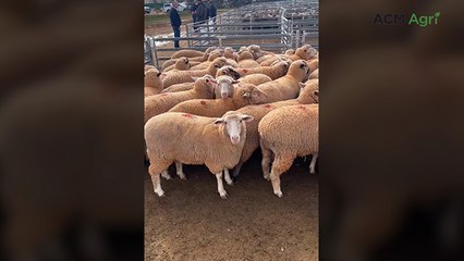 New state record for lambs sold at Pinnaroo