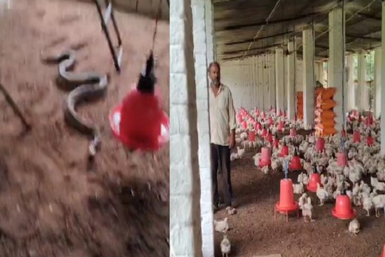 : पोल्ट्री फॉर्म में घुसकर मुर्गियों को चट कर गया विशालकाय अजगर