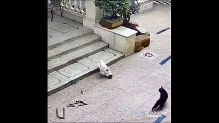 Ce chien tente de surprendre un chat... raté