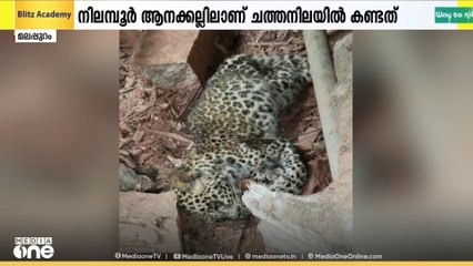 മലപ്പുറം നിലമ്പൂർ ആനക്കല്ലിൽ പുലിക്കുട്ടിയെ ചത്ത നിലയിൽ കണ്ടെത്തി