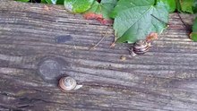 Snail Summit! 🐌🌧️ Funny Secret Meeting After the Rain #funny #shorts