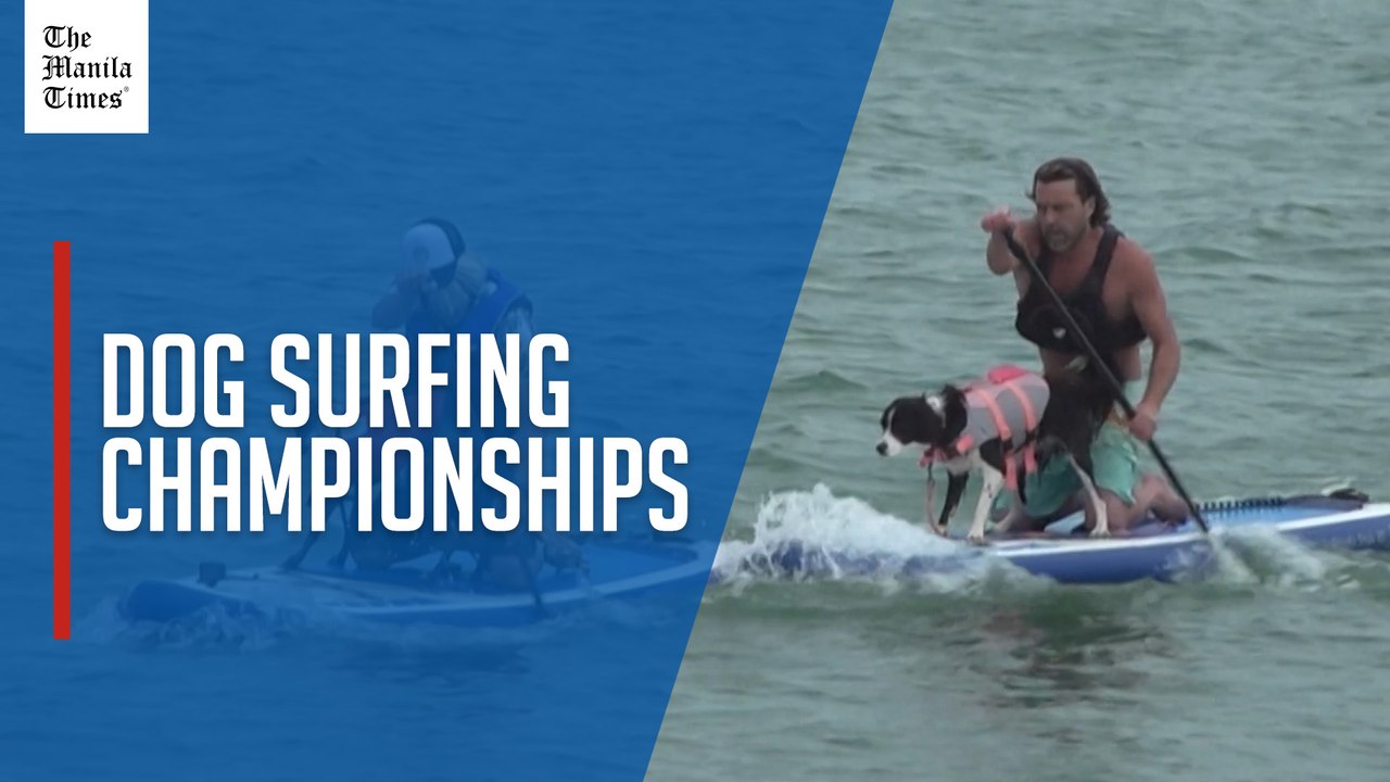 Canines race at UK dog surfing championships