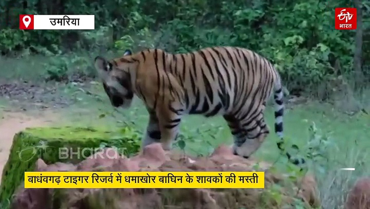 बाधंवगढ़ टाइगर रिजर्व के कलाकार बाघ, धमाखोर बाघिन के शावक मचा रहे धमाचौकड़ी