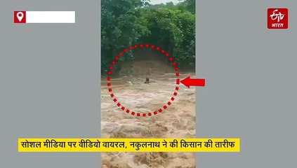 बैलों के लिए जान पर खेल गया किसान, उफनती नदी में छलांग, नकुलनाथ हुए फैन