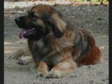 Petit Leonberg devenu grand