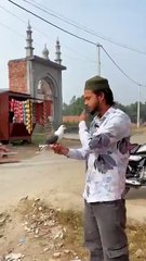 🕊️😍 कहना मानने वाला कबूतर 😍#kabutar #dosti #shorts ❤️#songlove #kabutarlove #training #video