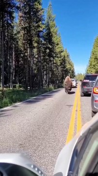 The quiet strength of the North American wood bison. With its weight varying from 500kg to more than 1200kg, it is the largest land animal in North America #largest animal #animals #nature