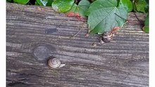 Funny compilation. Post rain parade. Snails 🐌 #shorts #funny