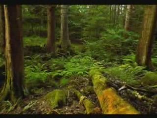 Francis Goya - Golden Earrings