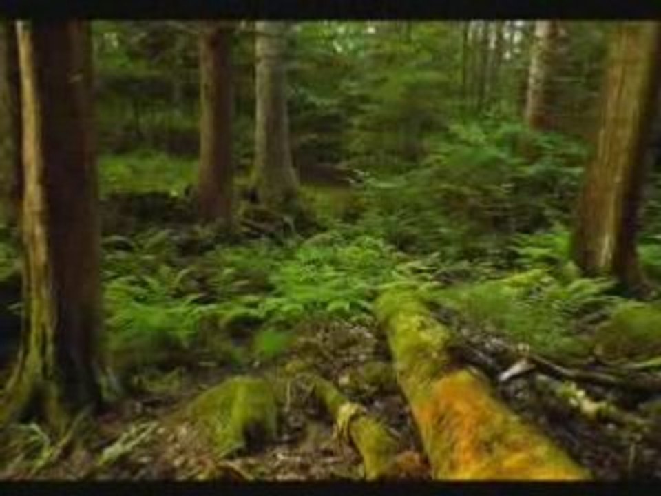 Francis Goya - Golden Earrings