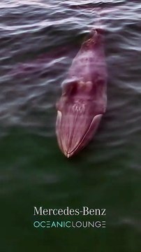 Baleias-de-bryde avistadas ao largo da Costa da Caparica. Eis as imagens