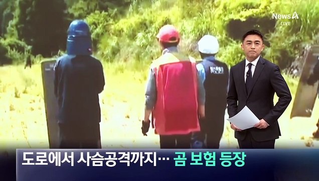 도로에서 사슴 공격…‘곰 보험’까지 등장한 日