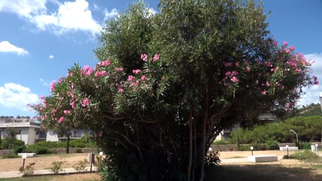 Messina: il parco Aldo Moro torna giallo , altro che polmone verde