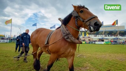 Foire de Libramont, le débardage au cheval a plus que jamais sa place dans le monde d’aujourd’hui