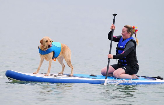 UK dog surfing championship breaks world records
