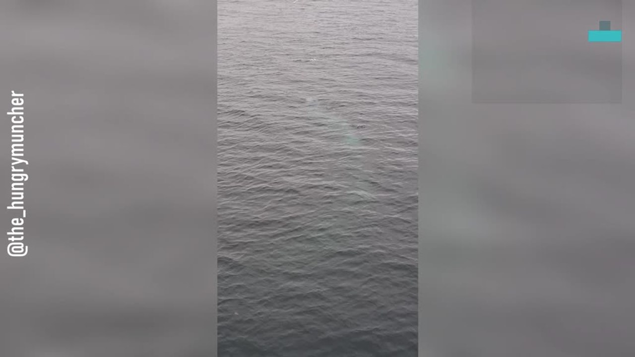 Humpback Whales Stun With Rare Bubble-net Feeding