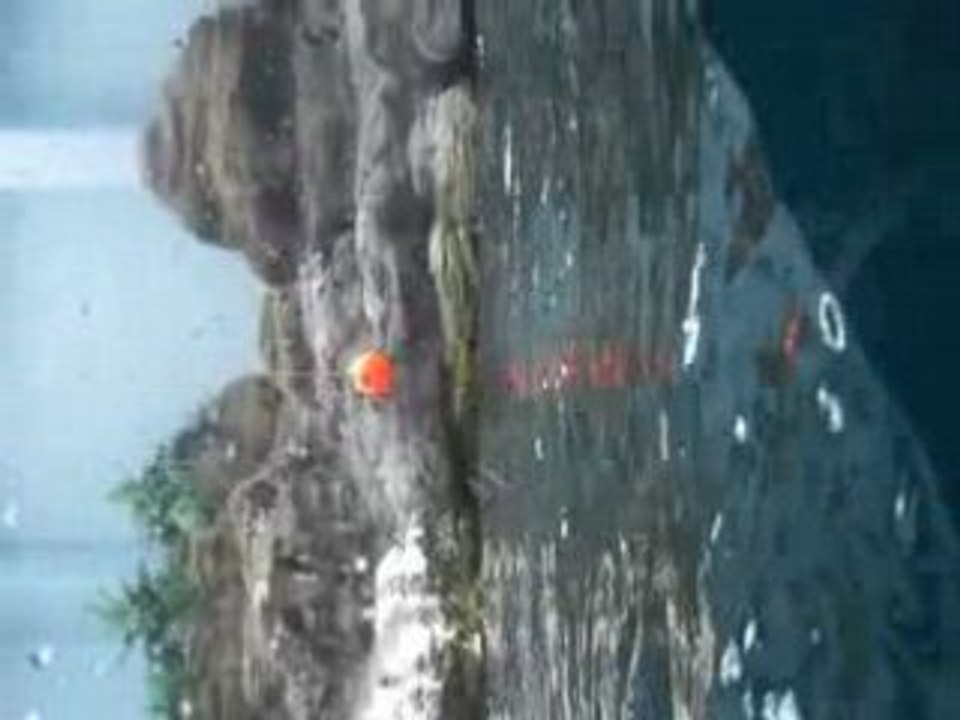 Dolphin Volleyball