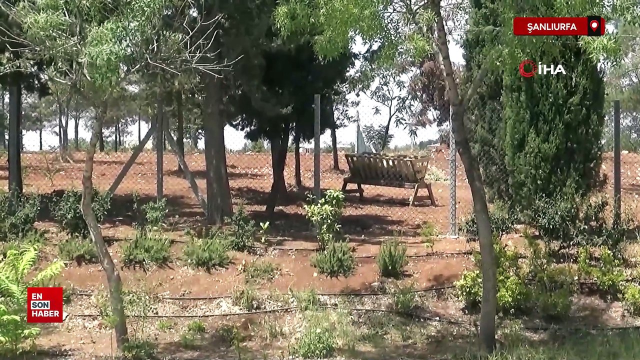 Şanlıurfa'da Harran Üniversitesinde başıboş köpekler koruma altındaki ceylanları parçaladı