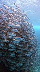 Many beautiful fish in the sea