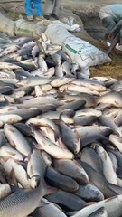 Many beautiful fish in the sea