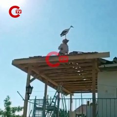 Çorum'da çatıda çalışan inşaat ustasının başına leylek kondu