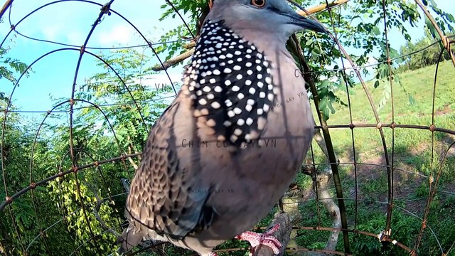 Tiếng chim cu gáy mồi kích bổi hay