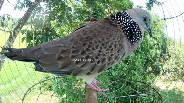 Tiếng cu gáy thúc gù kích bổi nhanh nổi cu gáy tập mồi -Giọng cu gáy mồi hạp bổi - CHim cu gáy VN