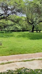 A symbol of resilience and wild splendor. #AsianRhino #WildlifeAsia #RhinoStrength #NatureLovers