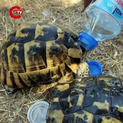 İzmir'deki orman yangınında kaplumbağalar alevlerin arasından kurtarıldı