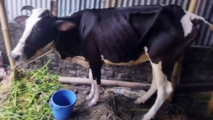 Cow Eating Grass in a Rural Barn