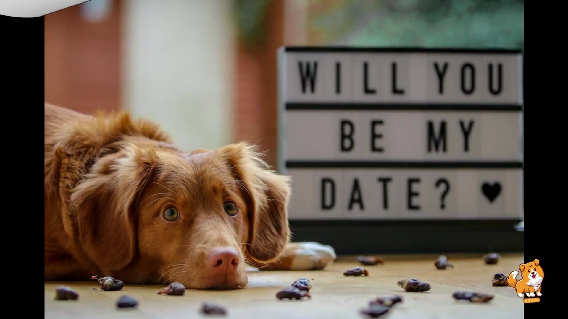 ⁣How to Create Dog Friendly Garden _ V24 _ Cute Dog Videos _ Dogs _ Dog _ Cute Dog _ Toys _ Mr Dog